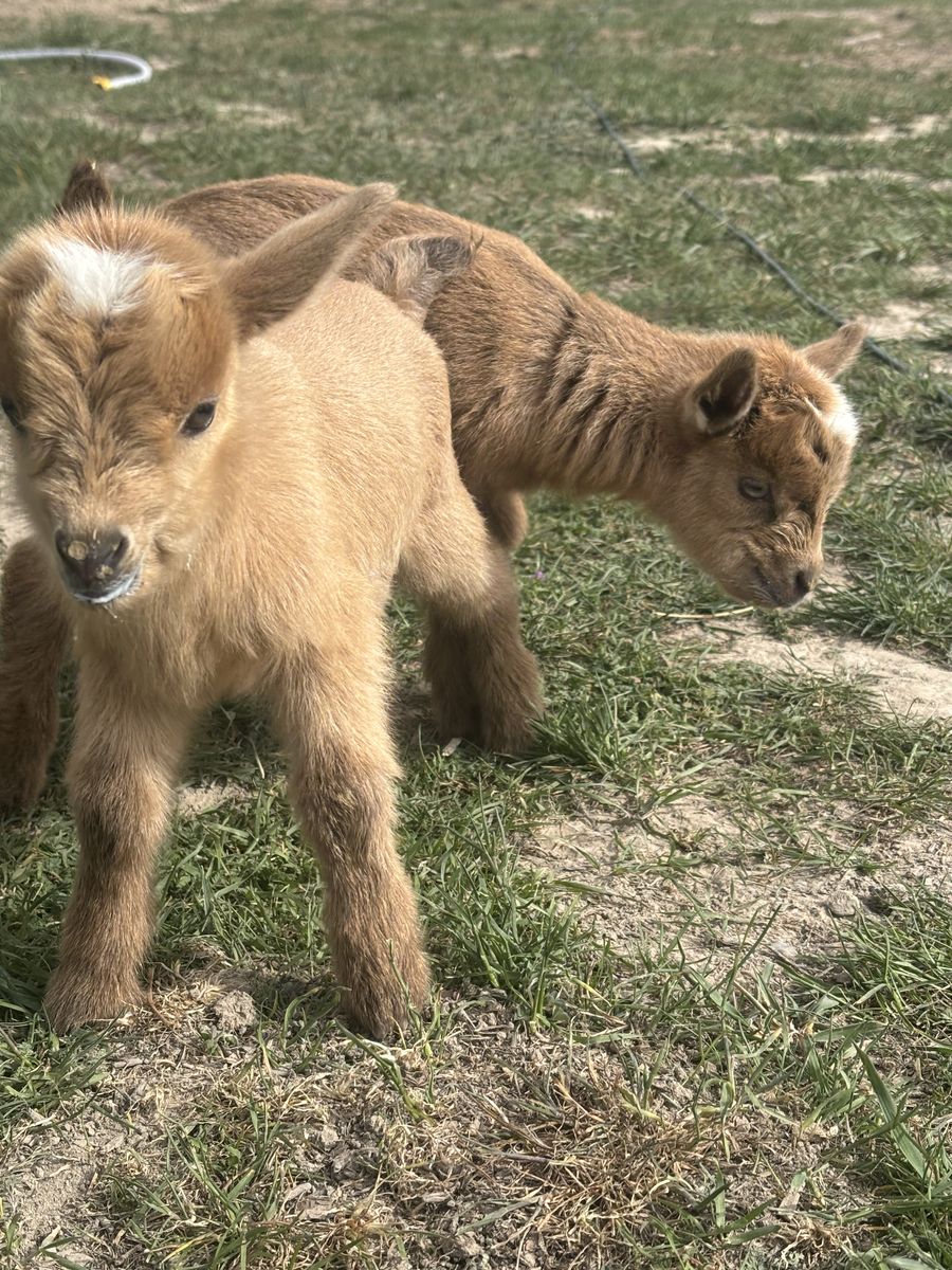 Nigerian Dwarf Bottle Babies