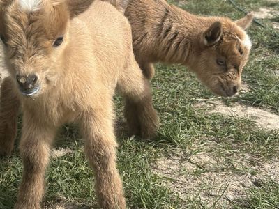 Nigerian Dwarf Bottle Babies