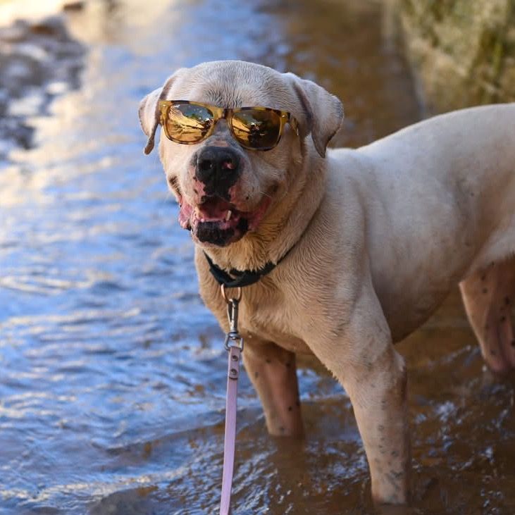 Hello my name is Optimus