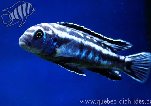 Electric Blue Johanna Cichlid Fish - Vibrant Freshwater Aquarium Specimen