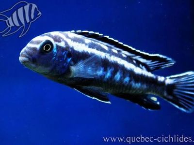 Electric Blue Johanna Cichlid Fish - Vibrant Freshwater Aquarium Specimen