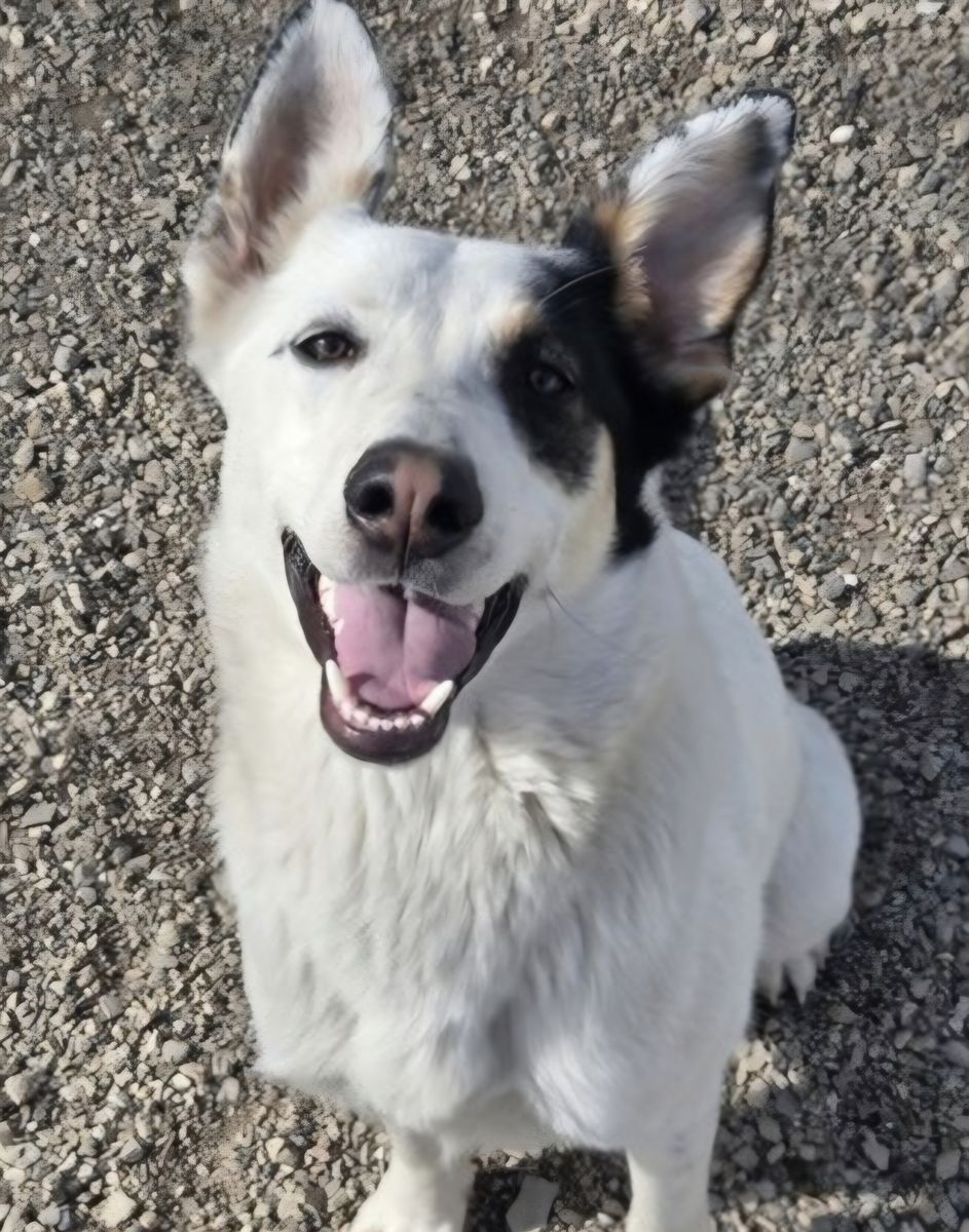 Camden, 1 year old German shepherd,  Australian Cattle Dog mix