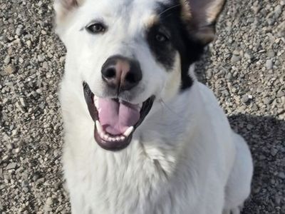 Camden, 1 year old German shepherd, Australian Cattle Dog mix