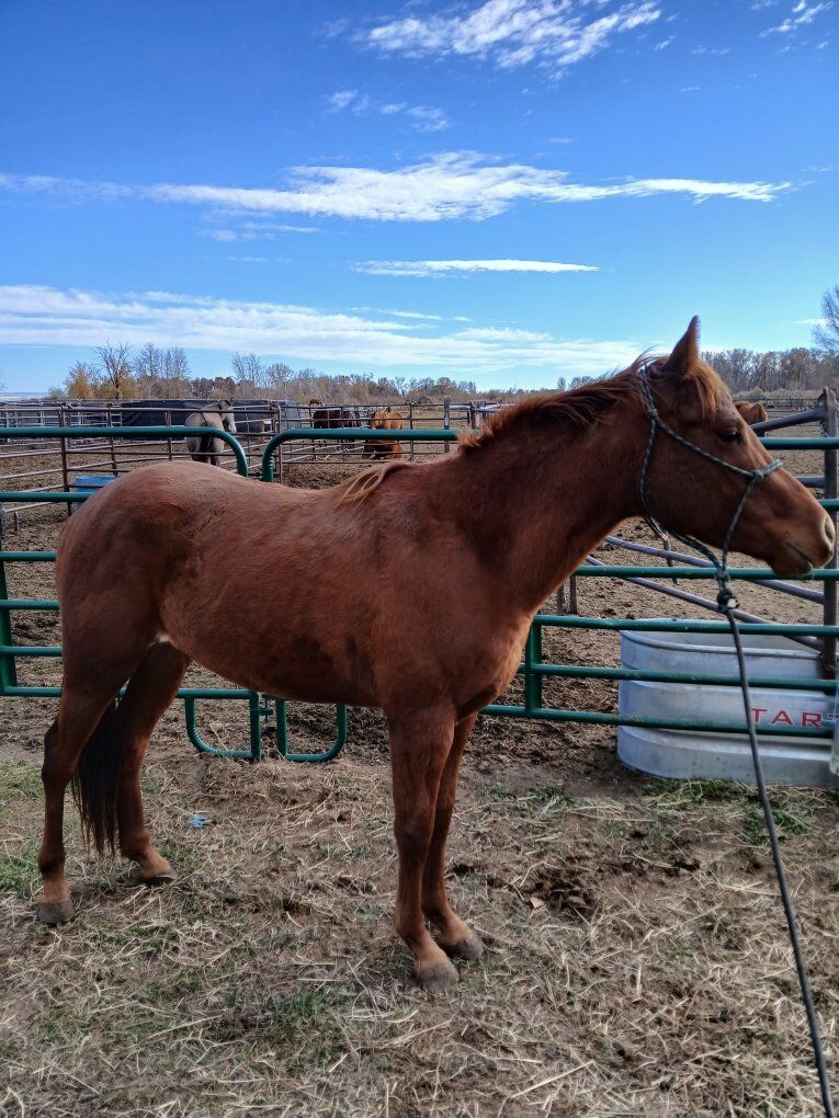 2 year old grade gelding