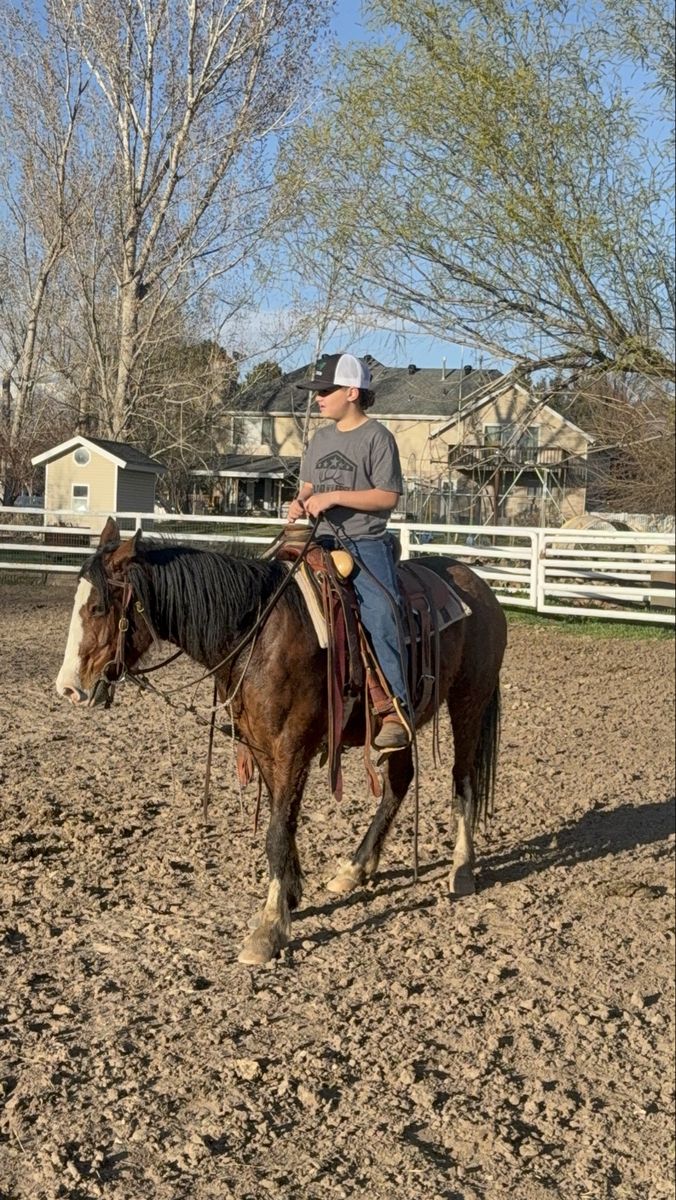 Flashy POA Mare 6 year old