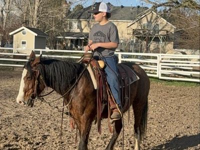 Flashy POA Mare 6 year old