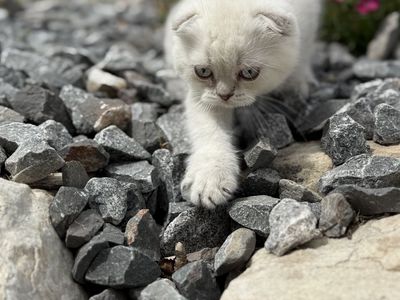 Pure Scottish Folded Kitten Available