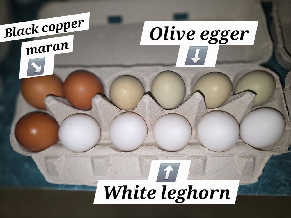 Fresh  Eggs for sale 
