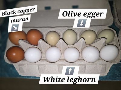 Fresh Eggs for sale