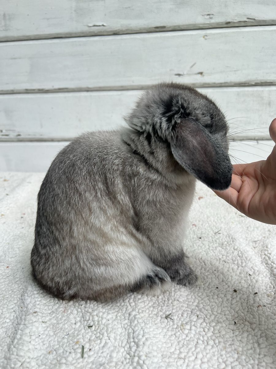Holland Lops *proven and pedigreed*