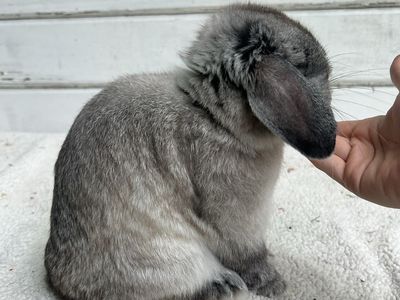 Holland Lops *proven and pedigreed*