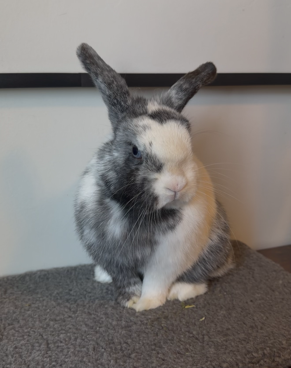 Low Rufus Holland Lop Doe