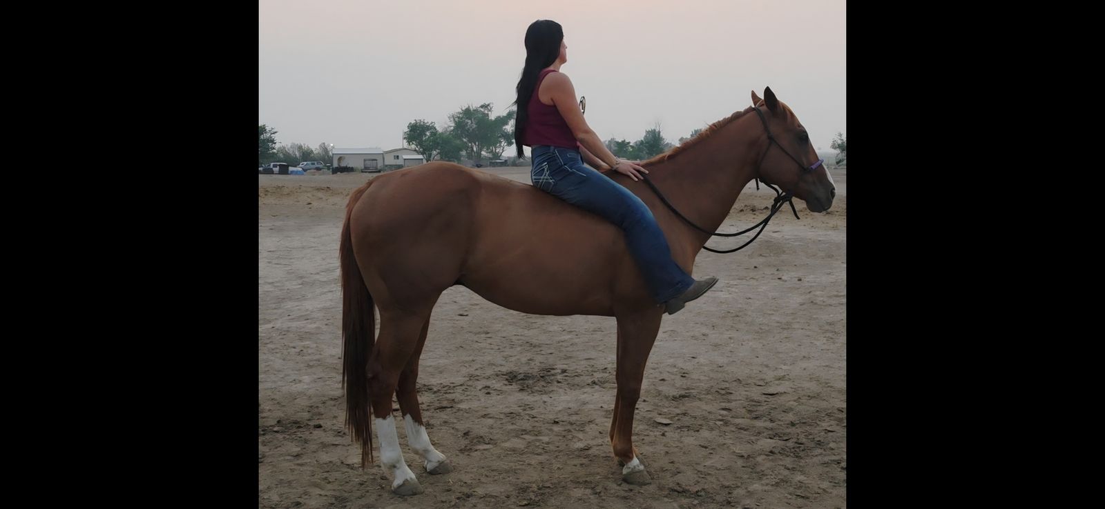 Aqha Registered Gentle Gelding
