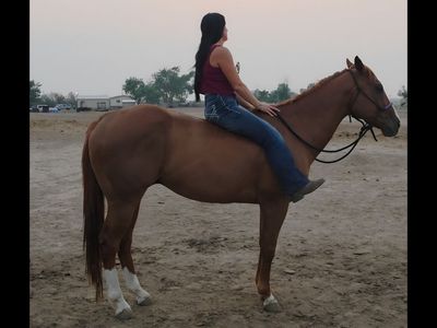 Aqha Registered Gentle Gelding