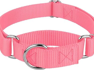 Leash training dog collar