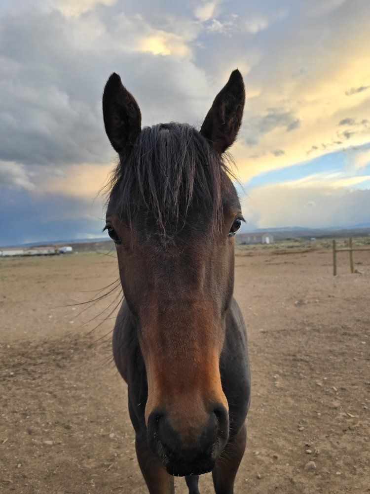 Registered Appendix AQHA Hancock Ta French