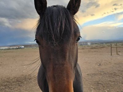 Registered Appendix AQHA Hancock Ta French