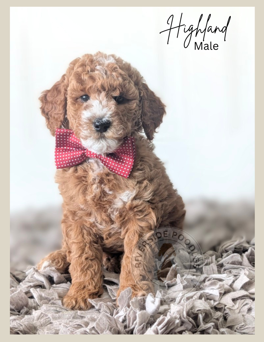 AKC Mini Poodles- Ready Now!