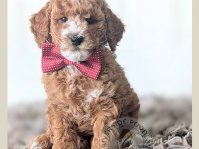 AKC Mini Poodles- Ready Now!