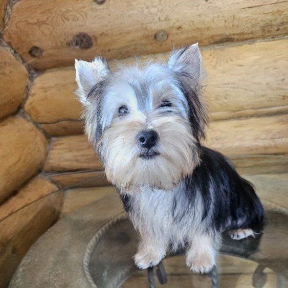 Toy Male Yorkie Puppy - 6 Months Old - 4.5 lbs