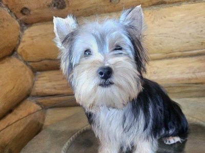 Toy Male Yorkie Puppy - 6 Months Old - 4.5 lbs