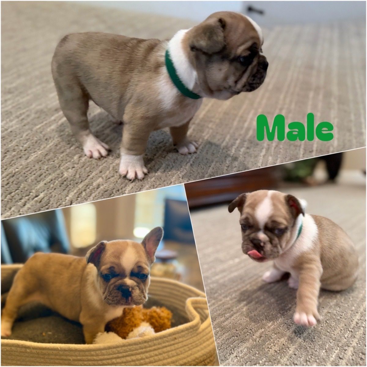 Adorable AKC French Bulldog Puppies - Merle, Brindle, Fawn Colors - Ready for Their Forever Homes