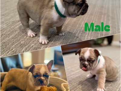 Adorable AKC French Bulldog Puppies - Merle, Brindle, Fawn Colors - Ready for Their Forever Homes