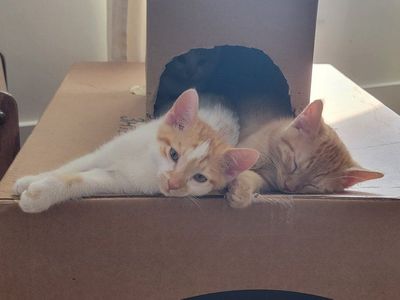 Adorable Kittens-Orange and Calico