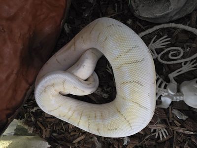 Female Ball Python w/ Enclosure & ALL Supplies