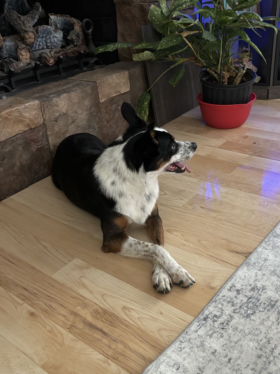 Family border collie Australia shepherd mix.