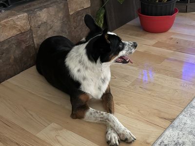Family border collie Australia shepherd mix.