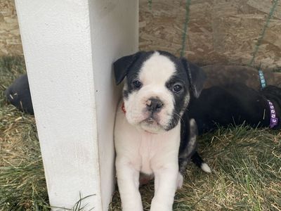Price Reduced! Miniature Old English Bulldog