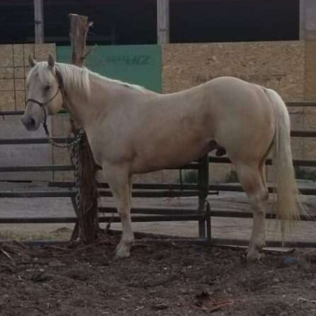 Palomino Stallion