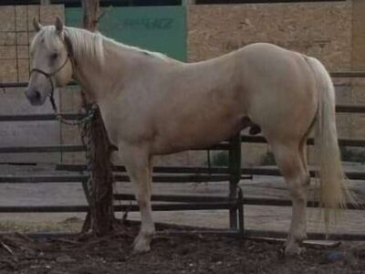 Palomino Stallion