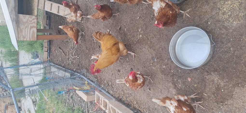 laying hens
