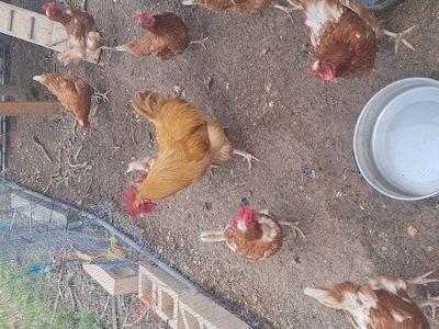laying hens