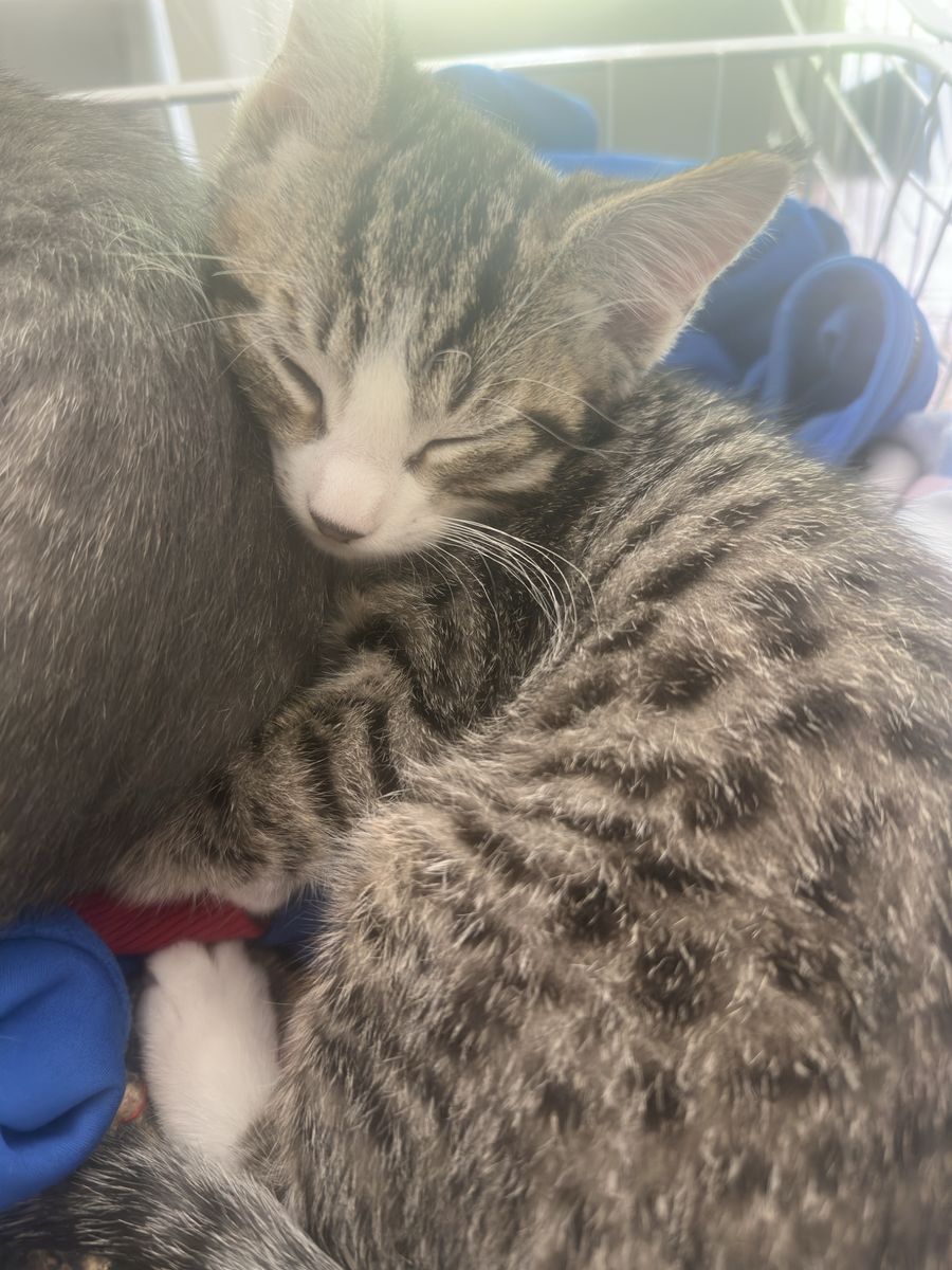 Sweetest kitty!
