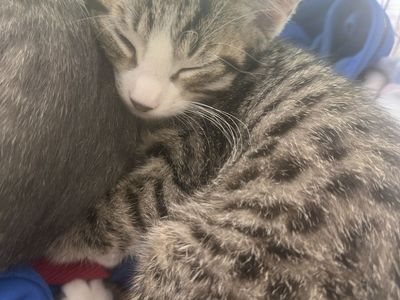 Sweetest kitty!