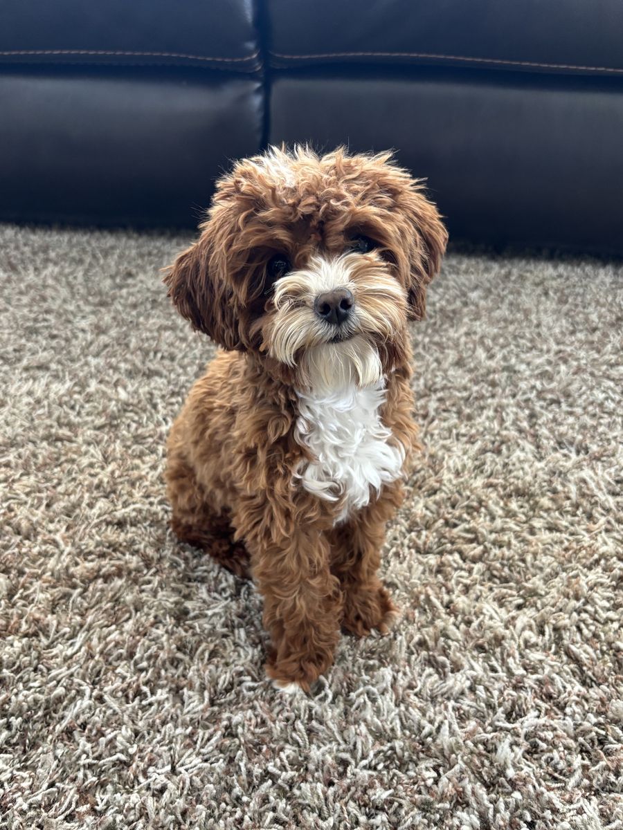 3 lb. Goldendoodle stud proven