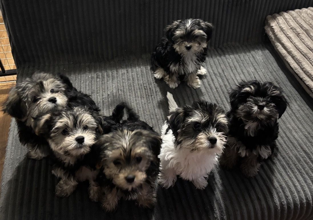 Purebred Yorkshire Terrier Puppies - Multiple Available