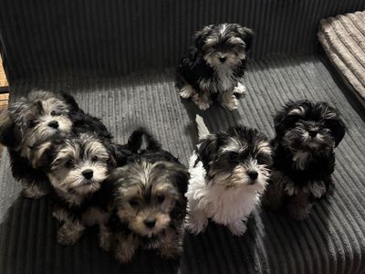 Purebred Yorkshire Terrier Puppies - Multiple Available