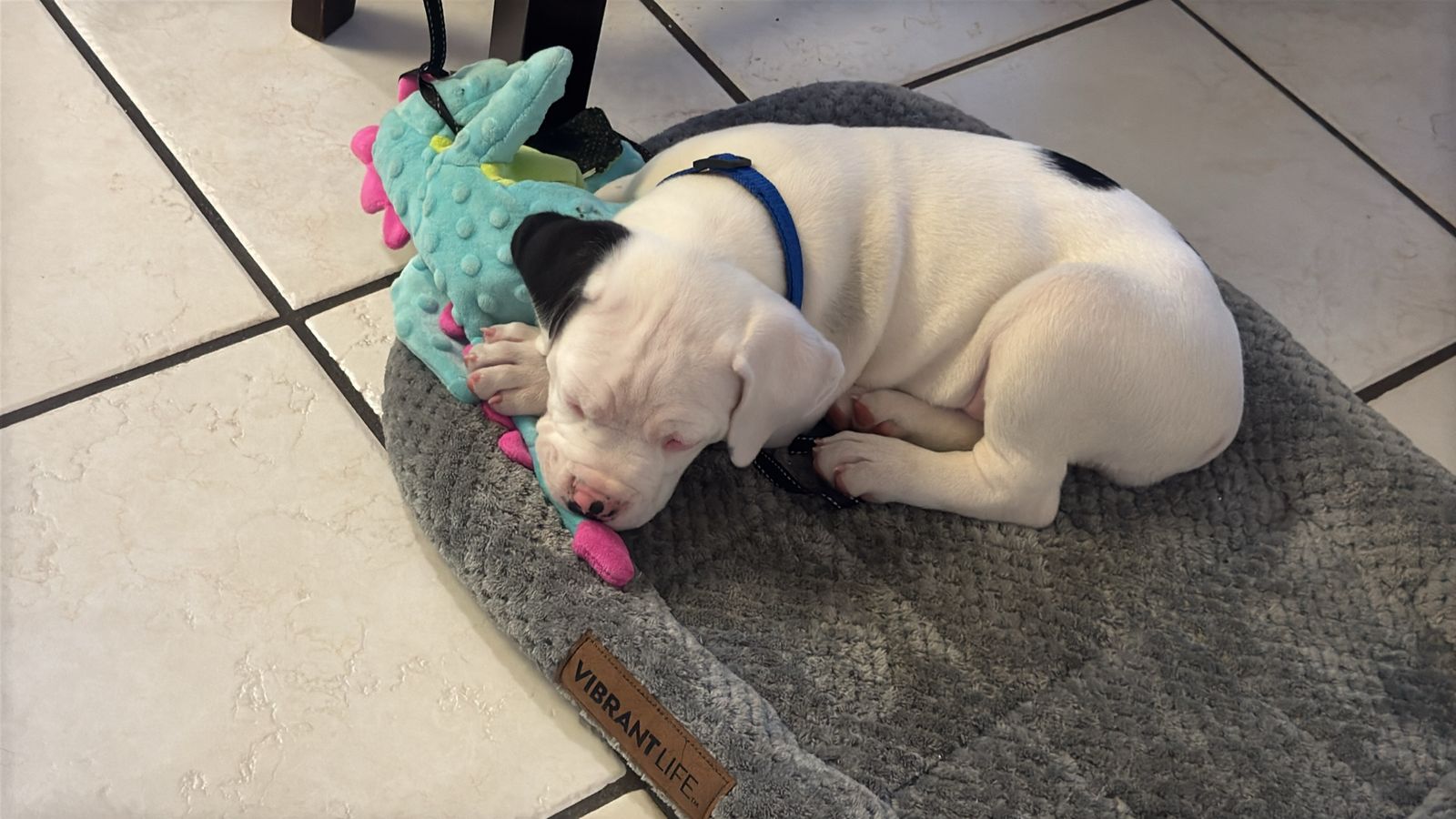 Puppies