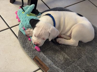 Puppies
