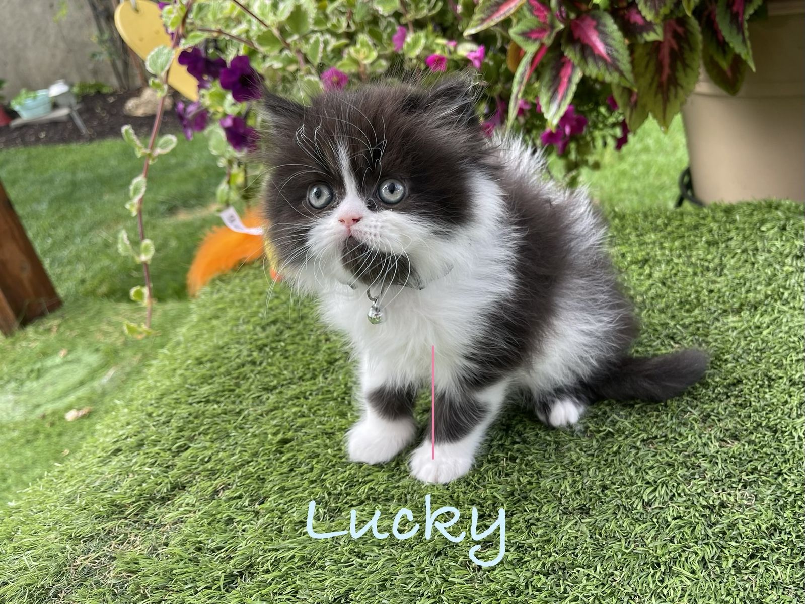 Persians kittens with Personality