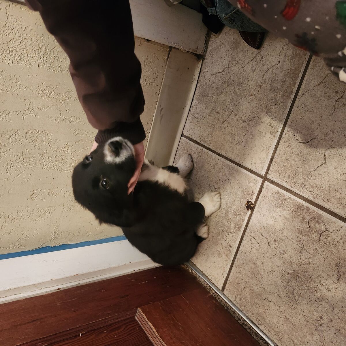 Idaho Shag Border Collie cross pups