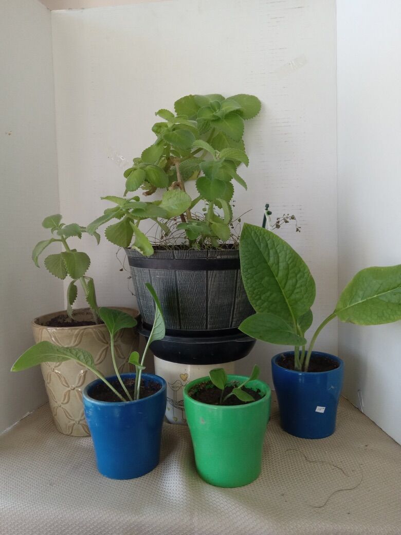 Giant Oregano Plants