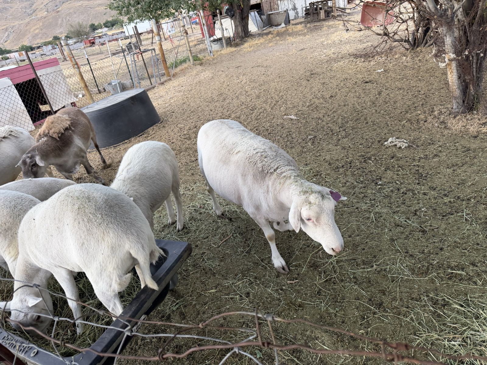 Dorper Sheep borregos raza Dorper