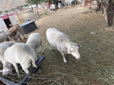 Dorper Sheep borregos raza Dorper
