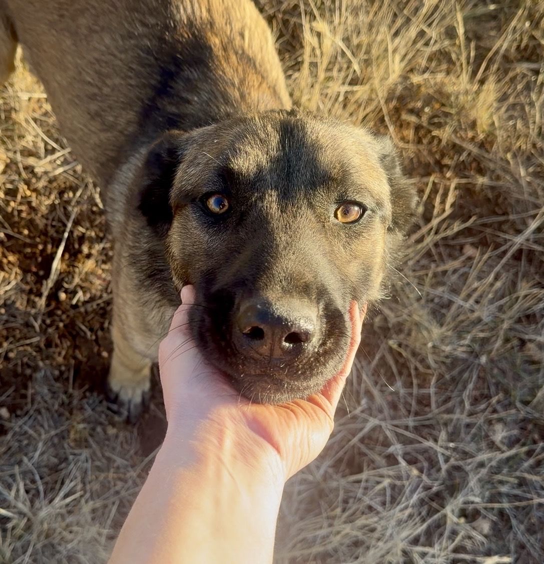 1 Yr Malinois Mix Female (Husky, Pit, Collie, Rott