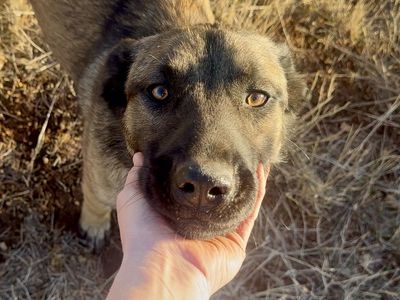 1 Yr Malinois Mix Female (Husky, Pit, Collie, Rott